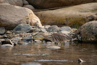 Hint Göleti Balıkçıl Akan Nehir kenarında Dinleniyor