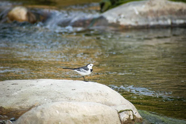 White Wagtail or Related Wagtail Species in Wild Environment