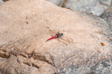 Erkek bir omurga telli yusufçuk (Orthetrum chrysis) büyük kahverengi bir kayanın üzerine tünemiştir. Canlı kırmızı karın, topraksı kaya zeminiyle çok güzel zıtlaşıyor.