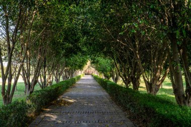 Yoğun Yeşil Kanopi ile çevrili Manzaralı Bahçe Yolu