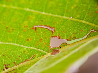 Görünür damar yapısı ve ısırık izleri olan parlak yeşil bir yaprak doku oluşturur..