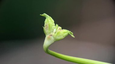 Gelişmekte olan Yeşil Çekim: İlkbaharda Tomurcuklanan Bitki Kökünün Yakın Çekimi