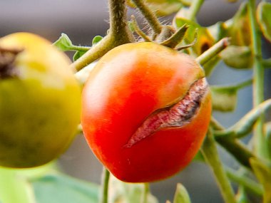 Domates bitkisi olgunlaşmamış yeşil domatesle birlikte bazı kusurlarla birlikte olgun kırmızı meyveyi gösteriyor.