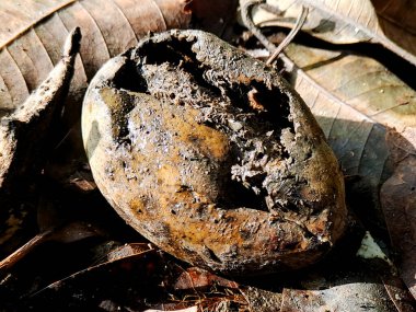 Çürüyen meyve dökülen yapraklara dayanır, doğanın döngüsünü ve çürümenin güzelliğini betimler..