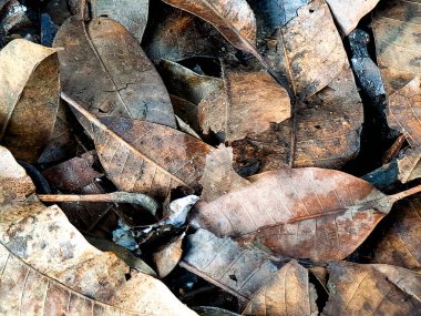 Katmanlı sonbahar yaprakları kahverengi tonların dokulu bir zemin örtüsü oluşturarak mevsimsel değişiklikleri iletir..