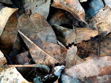 Çürüyen yapraklar sonbahar geçidini gösteriyor. Kahverengi renkleri organik bozulma döngüsüne işaret ediyor..