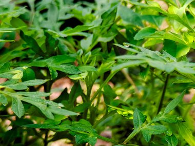 Bereketli yeşil yapraklar narin su damlacıklarıyla parıldıyor. Yumuşak, dağınık doğal ışık sahasında.