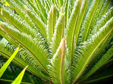 Tüylü yapraklarını gösteren yemyeşil sikad bitkisi canlı doğal desenler yaratıyor..