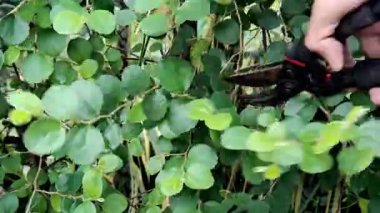 Yemyeşil Yapraklar: Yuvarlak Yaprakların ve Dalların Doğal Bir Ayarda Yakın Çekimi