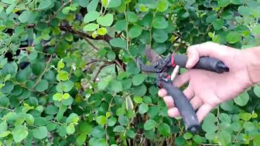 Çiçekli, yeşil bir çalıyı, bir bahçe ortamında makasıyla budamak.