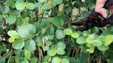 Yeşilli Yeşil Jujube Ağacı Esintide usulca sallanıyor, Yakın çekim görüntüsü