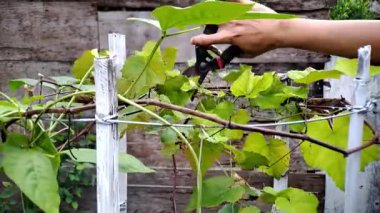 Pruning Grape Vines: El Tutma makası Bahçede Yeşil Yaprakları Kesiyor