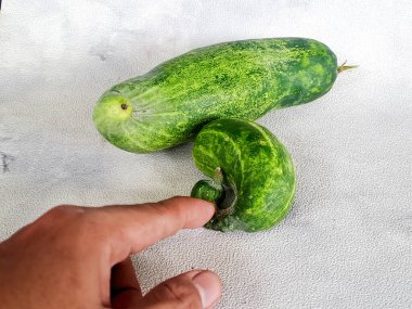 Canlı, kendine özgü kıvrımlı bir salatalık. Yemek fotoğrafçılığına ve sağlık odaklı içeriğe uygun..