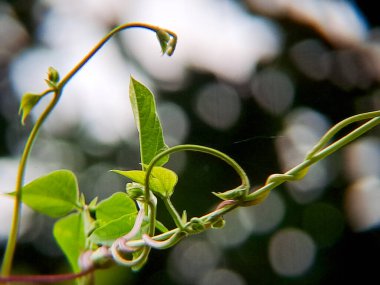 Hasarlı yeşil fasulye sapı kırık uçlu ve arka bahçedeki yapraklar, gün ışığında çekilmiş, bitki stresi, haşere hasarı veya tarımda büyüme sorunları gösteren.
