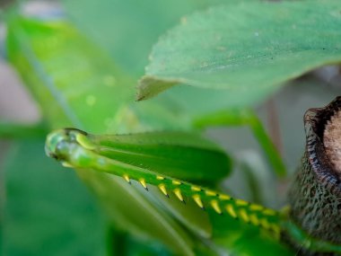 Parlak yeşil peygamber devesi bacağı eklemli ve dikenli ön ayaklı bir makro yakın plan. Böceğin yırtıcı yapısının karmaşık detaylarını görüntüler. Odaklanamayan, yemyeşil bir doğal bahçe ortamında.