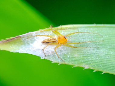 Yeşil bir yaprağın üzerinde dinlenen sarı bir vaşak örümceğinin makro fotoğrafı, açık havada gün ışığında çekildi. Keskin bacakları, doğal dokusunu ve canlı tropikal doğasını gösteren detaylı vahşi yaşam sahnesi