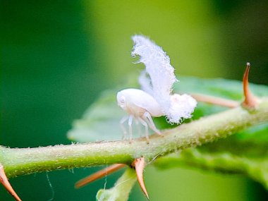 Yeşil bir bitki sapında pamuk gibi balmumu kuyruğu olan beyaz bir planthopper perisinin makro fotoğrafı, açık havada gündüz çekilmiş. Doku, kamuflaj ve doğal yaşam alanını gösteren ayrıntılı böcek sahnesi