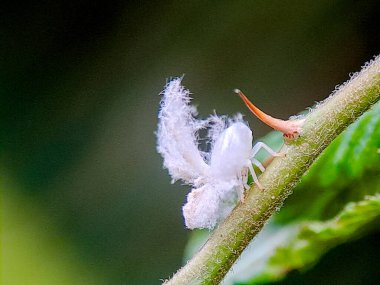 Yeşil bir bitki sapında pamuk gibi balmumu kuyruğu olan beyaz bir planthopper perisinin makro fotoğrafı, açık havada gündüz çekilmiş. Doku, kamuflaj ve doğal yaşam alanını gösteren ayrıntılı böcek sahnesi