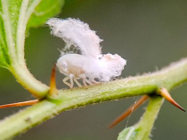 Yeşil bir bitki sapında pamuk gibi balmumu kuyruğu olan beyaz bir planthopper perisinin makro fotoğrafı, açık havada gündüz çekilmiş. Doku, kamuflaj ve doğal yaşam alanını gösteren ayrıntılı böcek sahnesi