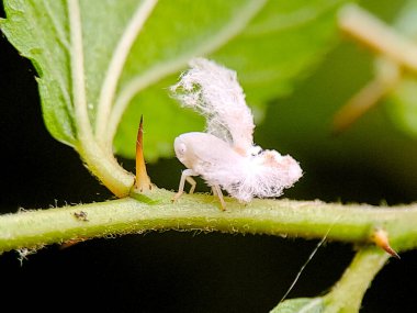 Yeşil bir bitki sapında pamuk gibi balmumu kuyruğu olan beyaz bir planthopper perisinin makro fotoğrafı, açık havada gündüz çekilmiş. Doku, kamuflaj ve doğal yaşam alanını gösteren ayrıntılı böcek sahnesi