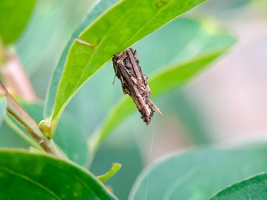 Yeşil bir yapraktan sarkan bir kurt larvasının makro görüntüsü, açık havada doğal ışık altında çekilmiş. Doğal ortamdaki kamuflaj davranışlarını ve böcek yaşam döngüsünü gösteren detaylı vahşi yaşam sahnesi