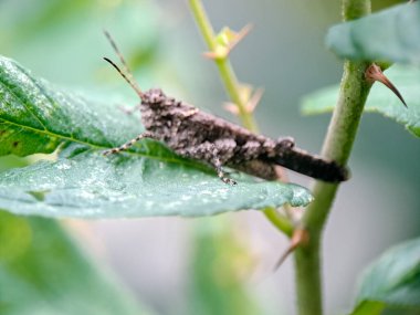 Yeşil bir yaprağın üzerinde dinlenen kamufle olmuş bir çekirgenin makro fotoğrafı, açık havada gün ışığında çekildi. Doku, kamuflaj ve böcek yaşamını tropik bir bahçede gösteren vahşi yaşam sahnesi