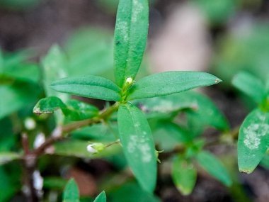 Dar yapraklı küçük yeşil bitki ve toprakta büyüyen küçük tomurcuklar, doğal ışıkta açık havada çekilmiş doğal bitki örtüsü, yabani otlar ve çiçek verme safhasının ilk dönemlerinde.