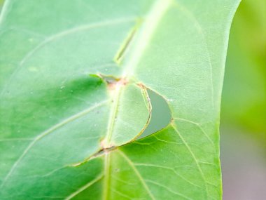 Böceklerden zarar gören yeşil yaprak, delikleri ve yırtık kenarları gösteriyor, açık havada doğal ışıkta fotoğraflanmış, böcek istilasını, bitki basıncını ve bahçe ekolojisini gösteriyor..