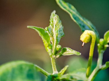 Yeşil yaprak, açık havada doğal ışık altında yakalanan sarı noktalar ve dokuları gösteriyor. Bitki hastalığı kavramı, besin yetersizliği, stres ya da bir bahçedeki haşere hasarı