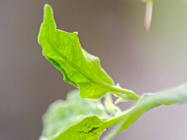 Yeşil bir yaprak, görünür damarlar ve küçük yüzey detaylarıyla, doğal ışıkta çekilmiş, organik dokuyu ve taze bitkileri gösteren.