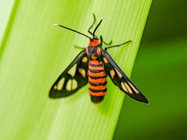 Siyah kanatları ve turuncu bantları yeşil bir yaprağın üzerinde dinlenen renkli gündüz uçuşan güvelerin makro fotoğrafı açık kanat noktalarını ve açık hava ışıklarında ince vücut detaylarını gösteriyor.