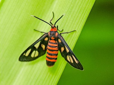 Siyah kanatları ve turuncu bantları yeşil bir yaprağın üzerinde dinlenen renkli gündüz uçuşan güvelerin makro fotoğrafı açık kanat noktalarını ve açık hava ışıklarında ince vücut detaylarını gösteriyor.