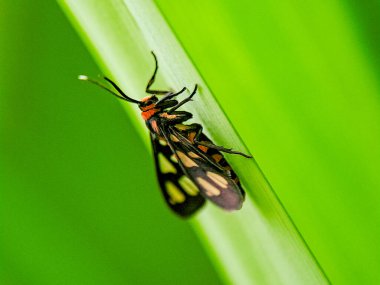 Siyah kanatları ve turuncu bantları yeşil bir yaprağın üzerinde dinlenen renkli gündüz uçuşan güvelerin makro fotoğrafı açık kanat noktalarını ve açık hava ışıklarında ince vücut detaylarını gösteriyor.
