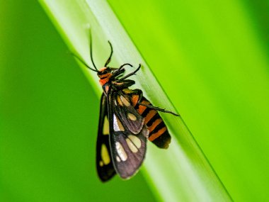 Siyah kanatları ve turuncu bantları yeşil bir yaprağın üzerinde dinlenen renkli gündüz uçuşan güvelerin makro fotoğrafı açık kanat noktalarını ve açık hava ışıklarında ince vücut detaylarını gösteriyor.