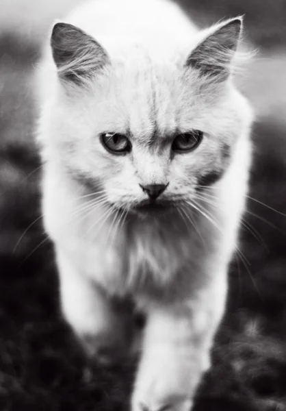 Wild cat eyes black and white — Stock Photo, Image