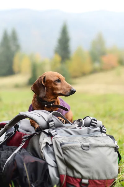 Dachshund bir sırt