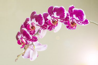 Güzel parlak dal orkide üzerinde hafif bir arka plan bulanık