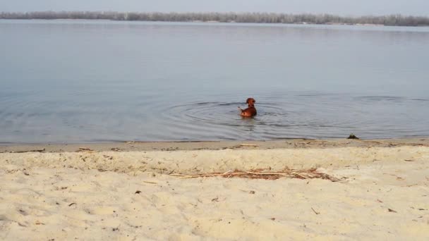 Funny dog barks, plays and bathes in the river — Stock Video