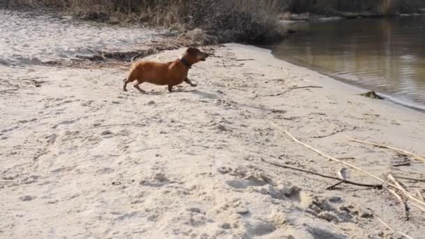 Juguetón perro divertido — Vídeos de Stock