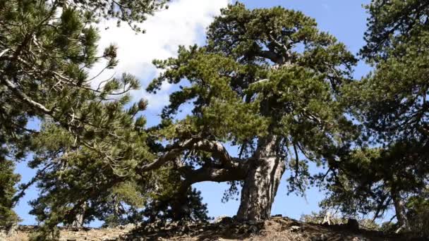 De wind beweegt de takken van bomen van oude juniper — Stockvideo