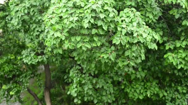 Árboles con exuberante follaje verde están bajo fuertes lluvias — Vídeos de Stock