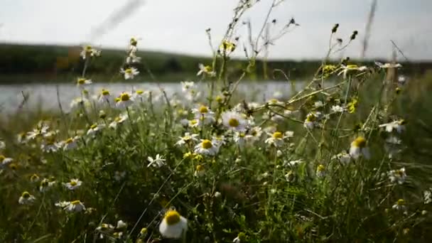 Rüzgar kır çiçekleri hışırdar — Stok video