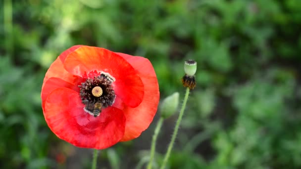 L'abeille survole un coquelicot rouge — Video