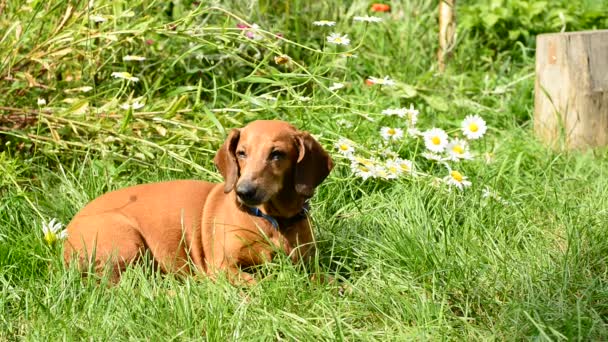 牧草地で横になっている小型犬 — ストック動画