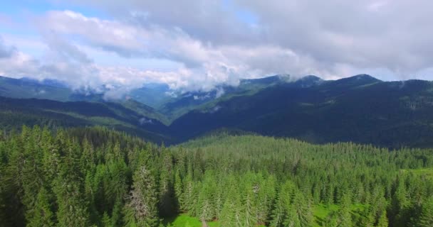 Volando sobre el bosque de abeto salvaje — Vídeo de stock