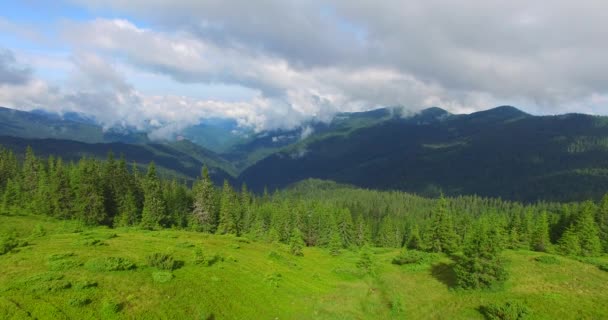 Flight to gorge covered with clouds over spruce forest. — Stock Video