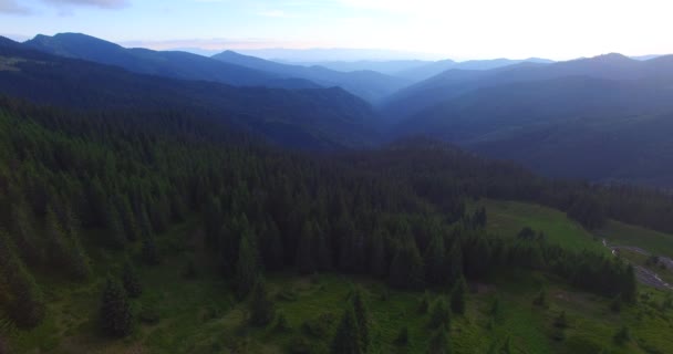 Aerial view of canyon in fir forest. — Stock Video