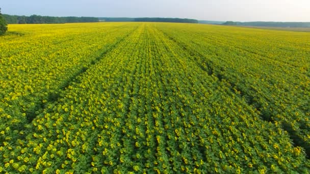 Voando ao longo de um campo de girassóis — Vídeo de Stock