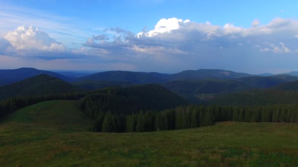 Aerial view of mountain meadow, pine forest at beautiful evening — Stock Video