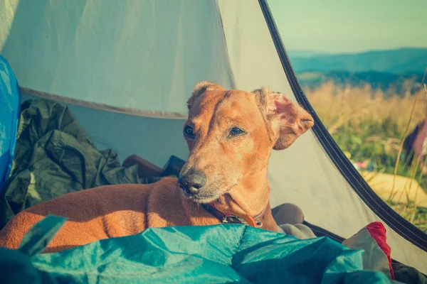 Bir köpek uzun yürüyüşe çıkan kimse. Tonlu görüntü.